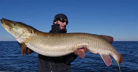 73  muskie mille lacs Mille Lacs lake muskies are notorious for pulling a Houdini act during much of the day, making the saying, “The night time is the right time,” even more true
